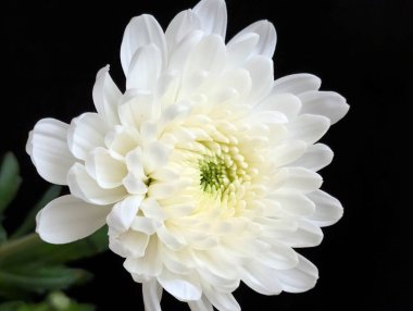 Krizantem beyaz çiçek kadar kapatın