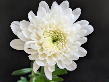 Krizantem beyaz çiçek kadar kapatın