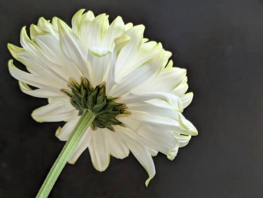 Güzel yeşil ve beyaz kasımpatı çiçeği  