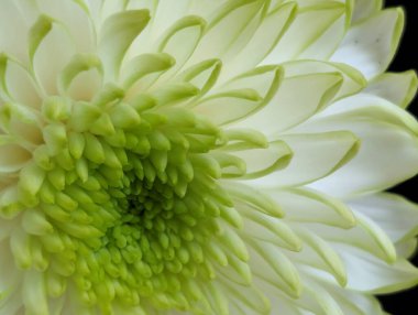 Güzel yeşil ve beyaz kasımpatı çiçeği  