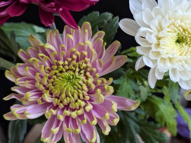 Koyu arkaplanda güzel çiçekler, yaz konsepti, yakın görüş             