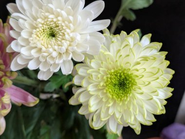 Two white and green flowers blooming in closeup view