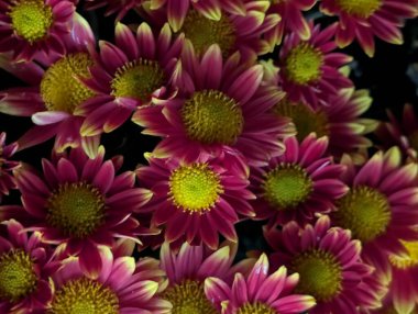 Vibrant purple flowers blooming in dark background