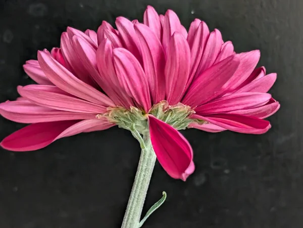 Pembe çiçek yaprakları koyu arkaplana yakın çekim yapar.