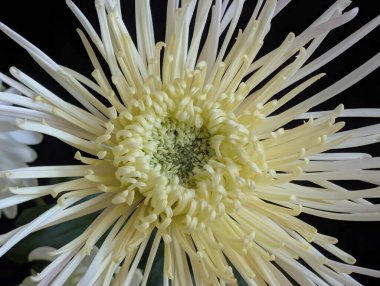 Güzel kasımpatı çiçeği, çiçekli duvar kağıdı, kapat.       