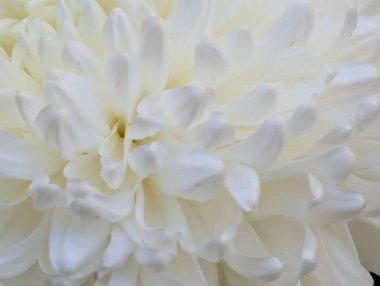 Güzel kasımpatı çiçeğinin, doğal duvar kağıdının yakın görüntüsü              