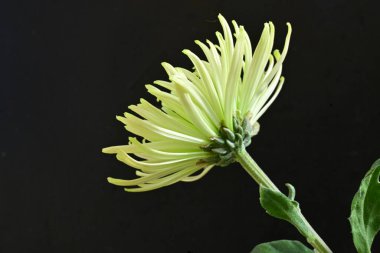 Koyu arkaplanda çiçek açan güzel kasımpatı çiçeğini kapat. 