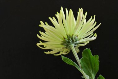 Koyu arkaplanda çiçek açan güzel kasımpatı çiçeğini kapat. 