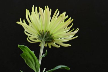 Koyu arkaplanda çiçek açan güzel kasımpatı çiçeğini kapat. 