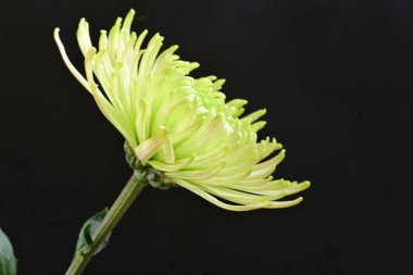 Koyu arkaplanda çiçek açan güzel kasımpatı çiçeğini kapat. 