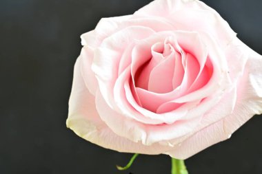 Siyah arkaplanda pembe gülü kapat 