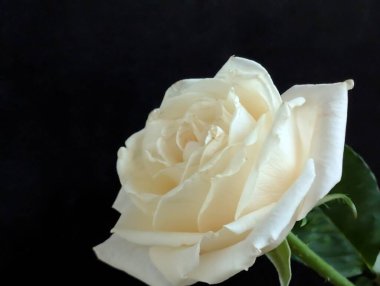 Siyah arka plan üzerine beyaz bir gül yakın çekim 