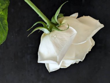 Siyah arka plan üzerine beyaz bir gül yakın çekim 