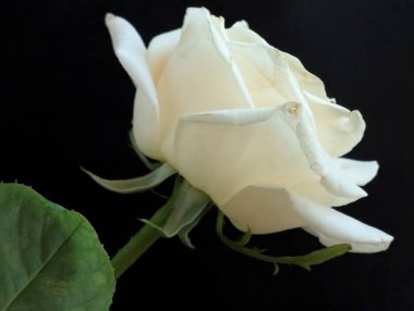 Siyah arka plan üzerine beyaz bir gül yakın çekim 