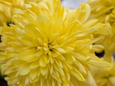 Parlak sarı çiçek yaprakları güzel bir şekilde çiçek açıyor.