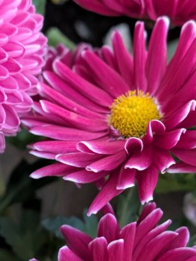 Sarı merkezli ve taç yapraklı canlı pembe çiçekler.