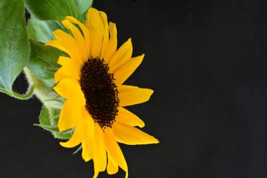 Siyah arka planda güzel bir ayçiçeği 