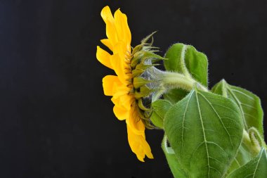 Siyah arka planda güzel bir ayçiçeği 
