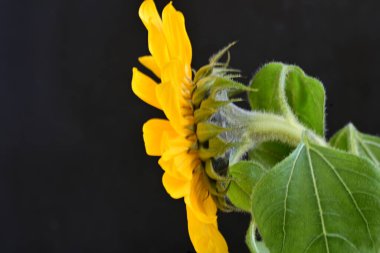 Siyah arka planda güzel bir ayçiçeği 