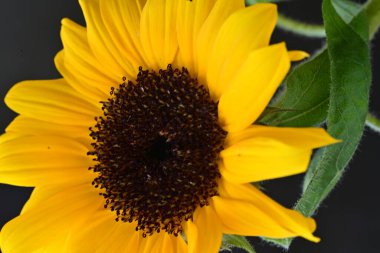 Siyah arka planda güzel bir ayçiçeği 