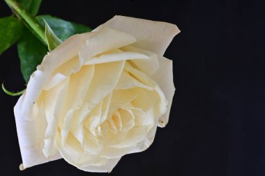 Beyaz bir gül çiçeği yakın çekim 