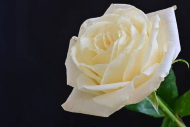 Beyaz bir gül çiçeği yakın çekim 