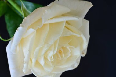 Beyaz bir gül çiçeği yakın çekim 