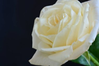 Beyaz bir gül çiçeği yakın çekim 