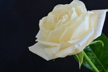 Beyaz bir gül çiçeği yakın çekim 