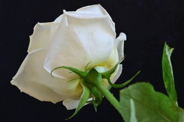 Beyaz bir gül çiçeği yakın çekim 