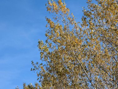 Sonbaharda yaprakları olan ağaç dalları, bitki örtüsü ve doğa