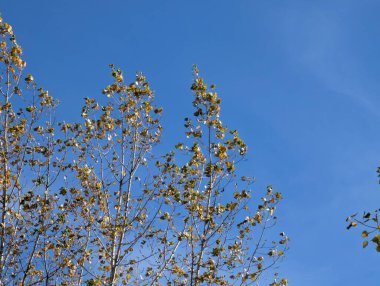 Sonbaharda yaprakları olan ağaç dalları, bitki örtüsü ve doğa