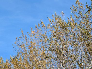 Sonbaharda yaprakları olan ağaç dalları, bitki örtüsü ve doğa