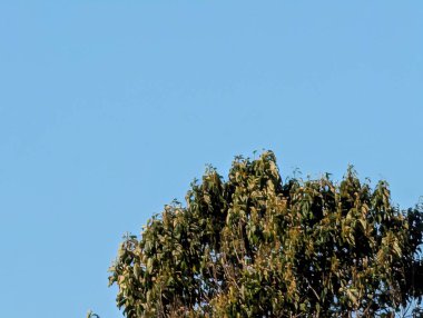 Sonbaharda yaprakları olan ağaç dalları, bitki örtüsü ve doğa