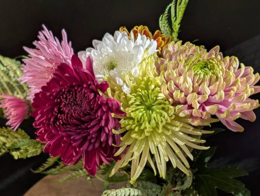 İnanılmaz çiçek açan kasımpatı çiçeklerine yakın.