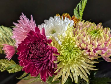 İnanılmaz çiçek açan kasımpatı çiçeklerine yakın.