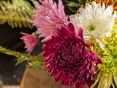 İnanılmaz çiçek açan kasımpatı çiçeklerine yakın.