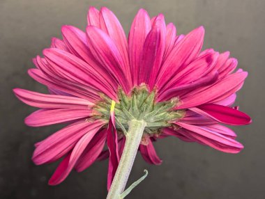 Yakın - güzel pembe yıldız çiçeğinin manzarası 