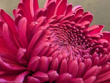 Yakın - güzel pembe yıldız çiçeğinin manzarası 