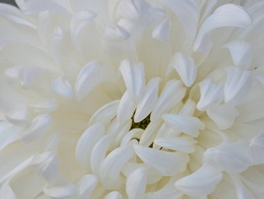 Güzel Krizantem Çiçekler yakın çekim  