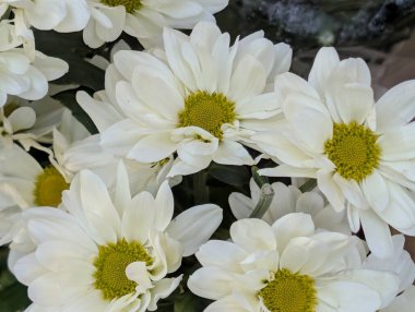 Beyaz çiçekler bahçede çiçek açan closeup