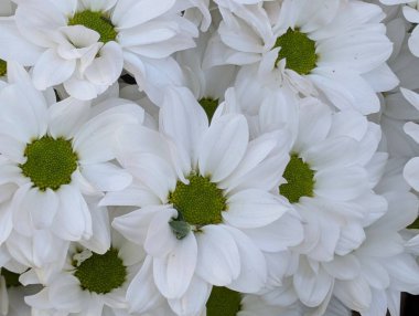 Yeşil merkezleri olan beyaz çiçeklerin yakınlaşması.