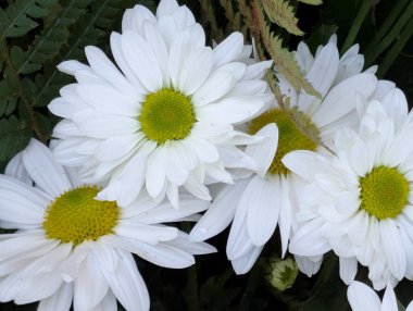 Four white daisies blooming among green leaves and ferns