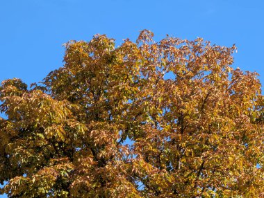 Sonbahar yaprakları, sonbahar mevsimi bitki manzarası  