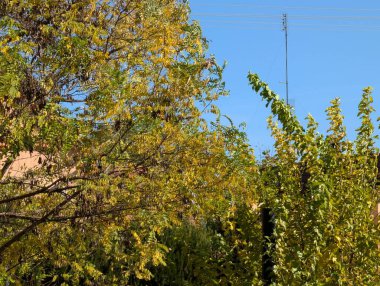 Sonbahar yaprakları, sonbahar mevsimi bitki manzarası  