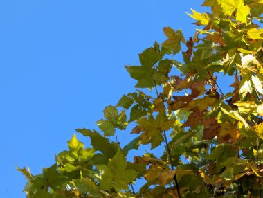 Sonbahar yaprakları, sonbahar mevsimi bitki manzarası  