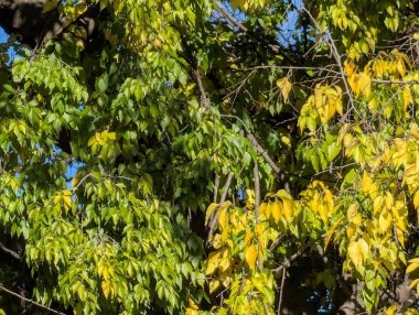 Sonbahar yaprakları, sonbahar mevsimi bitki manzarası  