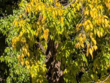 Sonbahar yaprakları, sonbahar mevsimi bitki manzarası 