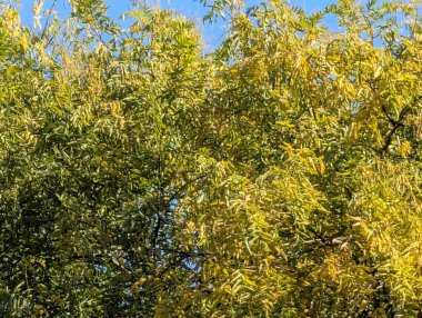 Sonbahar yaprakları, sonbahar mevsimi bitki manzarası 