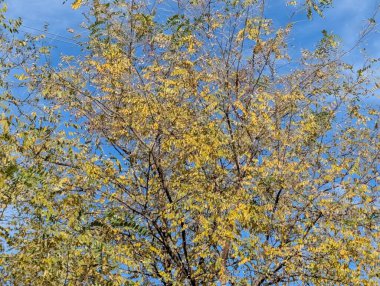 Sonbahar yaprakları, sonbahar mevsimi bitki manzarası 